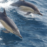 Delfín común del golfo de Bizkaia