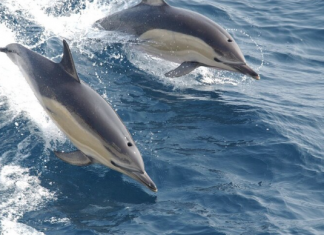 Delfín común del golfo de Bizkaia
