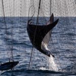 Greenpeace - pesca ilegal.jpg