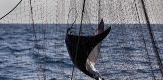 Greenpeace - pesca ilegal.jpg