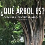 Paco Lara, ¿Qué árbol es?
