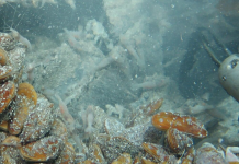 Minería submarina