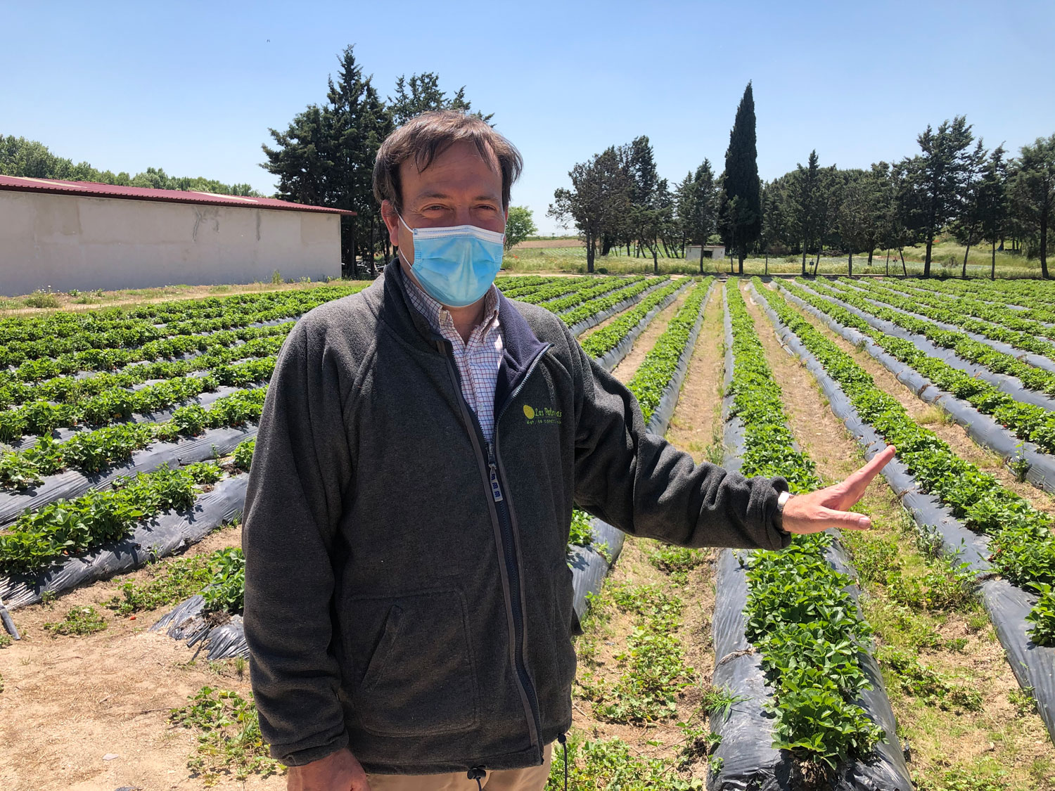 Fresas ecológicas Finca Monjarama Madrid