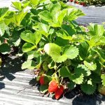 Fresas ecológicas Finca Monjarama Madrid