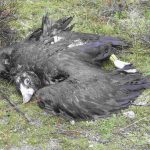 Buitre negro envenenado