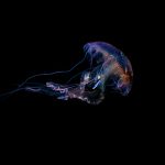 Pelagia noctiluca