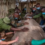 BioRescue Rinoceronte blanco del Norte