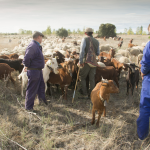 Ganadería trashumancia