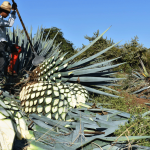Tequila contra la deforestación