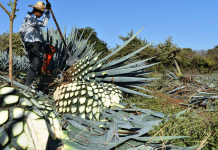 Tequila contra la deforestación