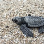 Tortugas Marinas