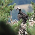 Buitre negro Ecologistas en Accion Sierra de la Demanda