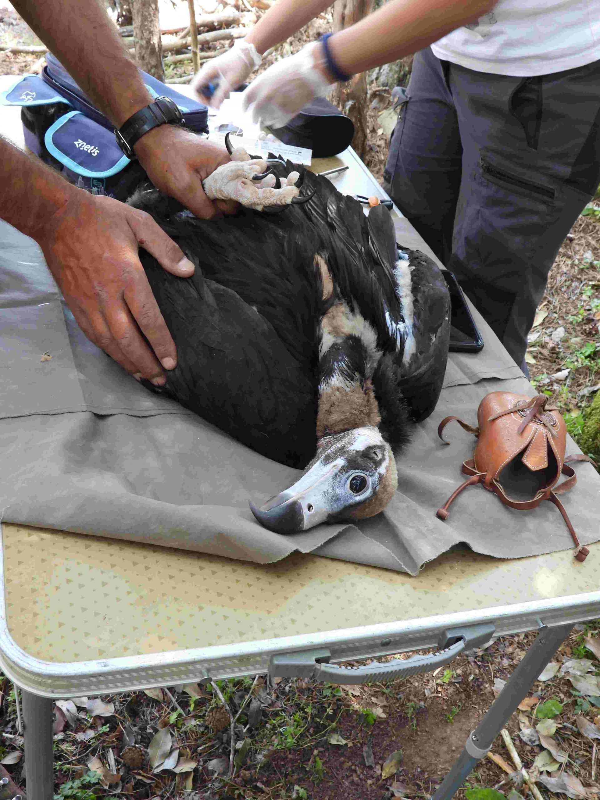 Buitre negro Ecologistas en Accion Sierra de la Demanda 