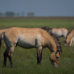 caballos salvajes przewalski microsoft