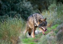 El lobo ibérico no podrá ser cazado en España