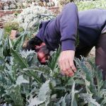 Festival Humus Revolution Madrid