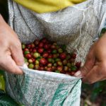 Fairtrade Coffee Indonesia