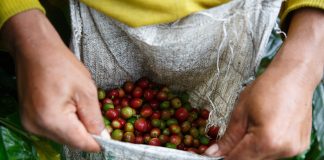 Fairtrade Coffee Indonesia