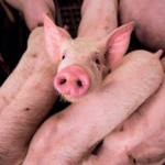 Ecologistas en acción