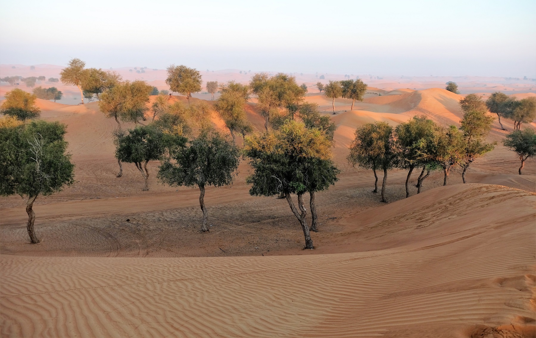 DesertLeaves
