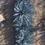 Planta Agave