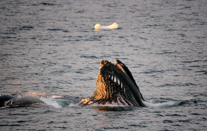 Humpback Whales in the Southern Ocean