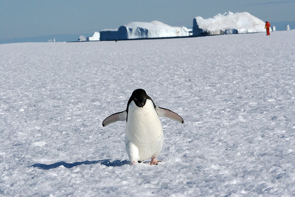 Pingüino