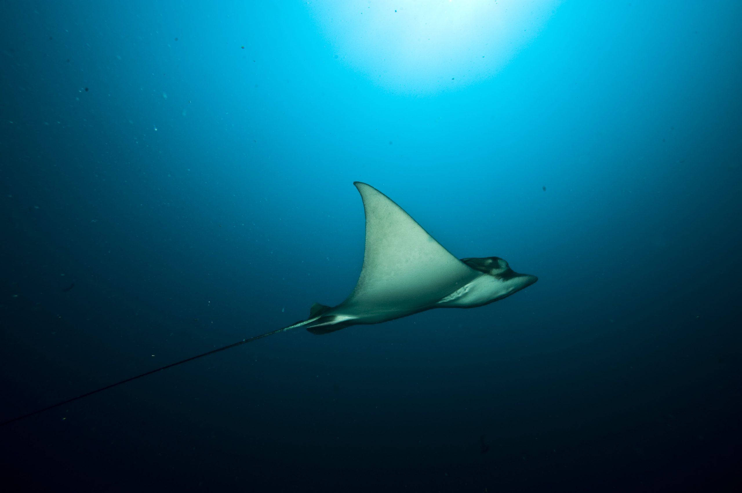 Águila Marina