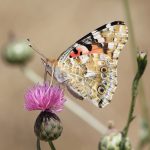 Brinzal Misión polinizadores mariposa