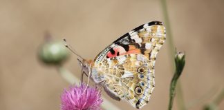 Brinzal Misión polinizadores mariposa