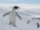 Pingüinos Greenpeace Antartida