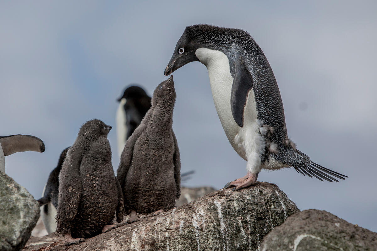 Pingüinos Greenpeace Antartida