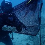 biopolimero capsulas cafe compostables AINIA