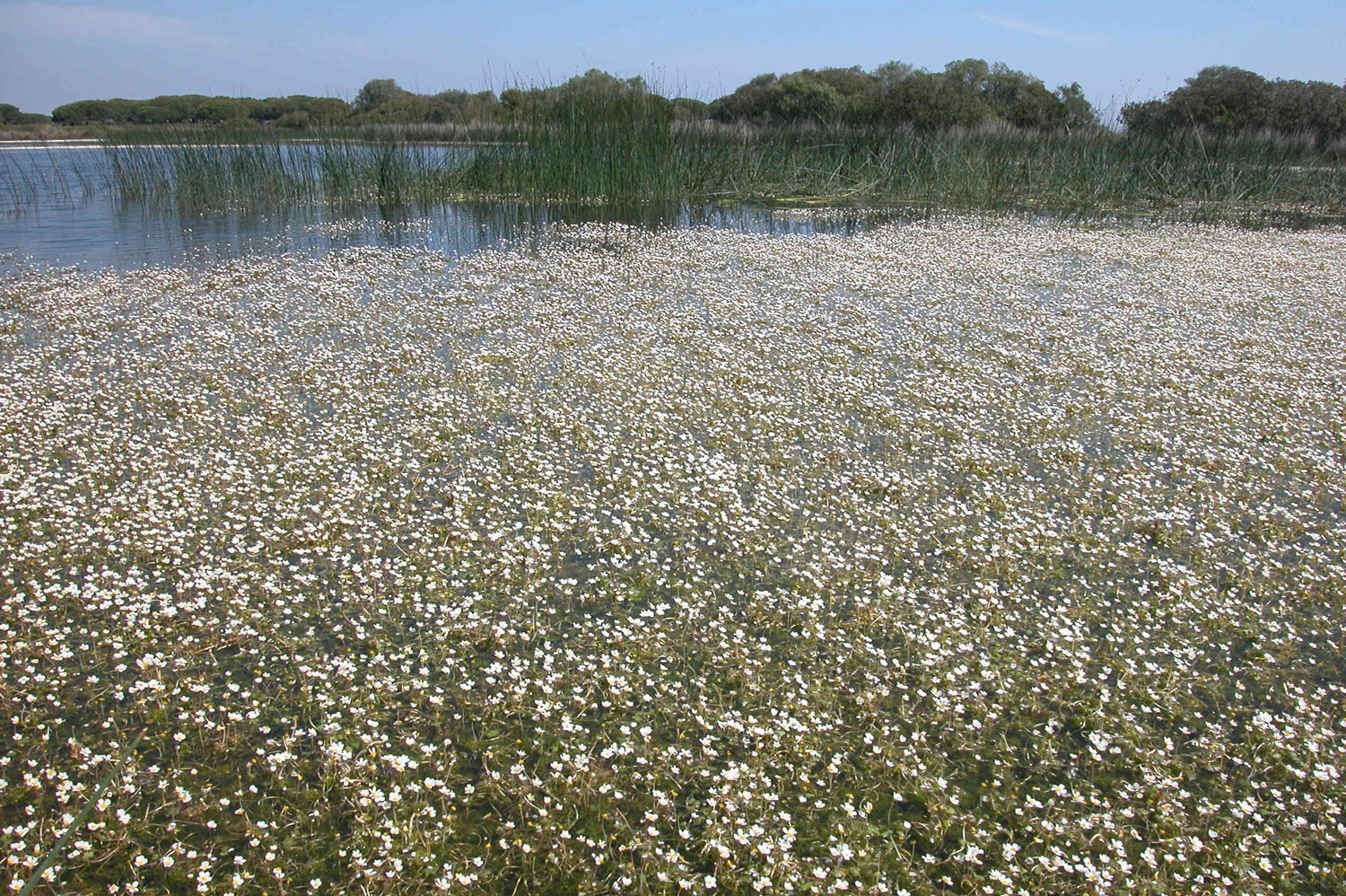 Doñana Laguna del Sopetón