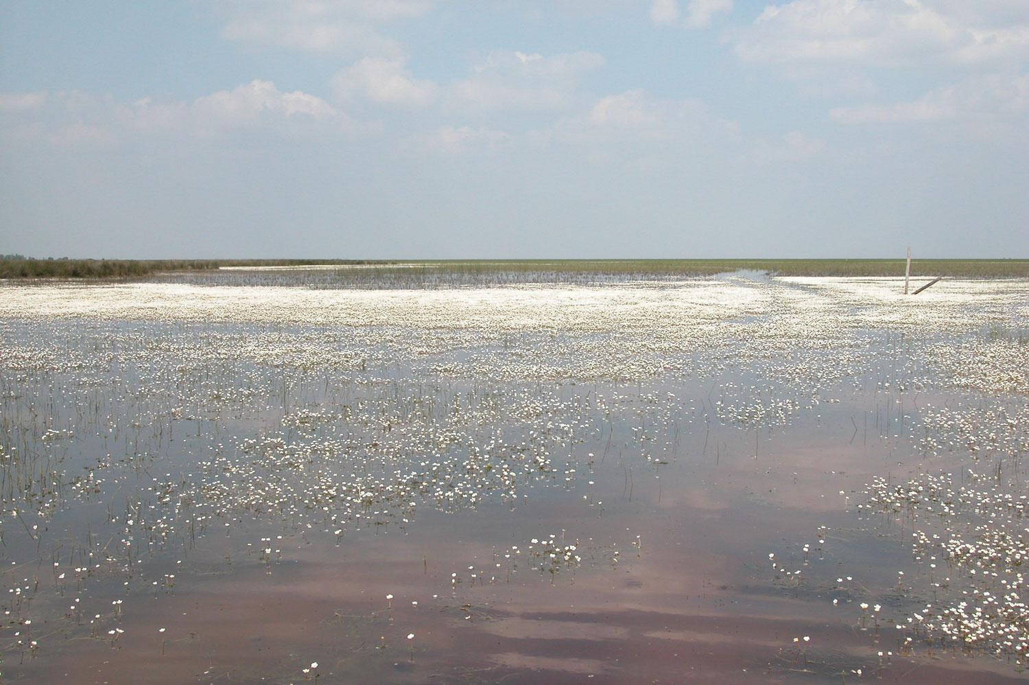 Marisma de la Reserva junto a Cancela del Palacio / Doñana (2004)