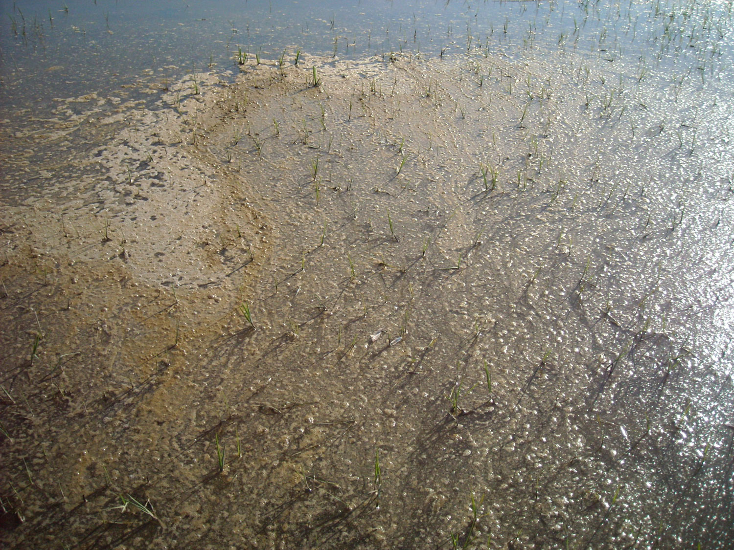 Aguas fecales en la marisma junto a los Sotos