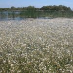 Doñana Laguna del Sopetón
