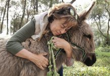 Terapia para sanitarios con burros