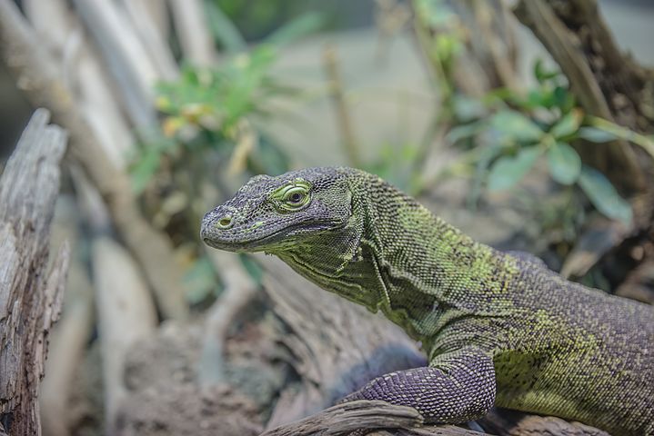 Lagarto terrariofilia Fauna