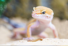 Gecko Terrariofilia