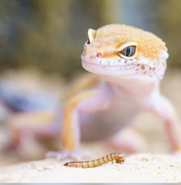 Gecko Terrariofilia