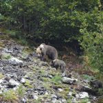 Nature watch 2022 oso pardo somiedo