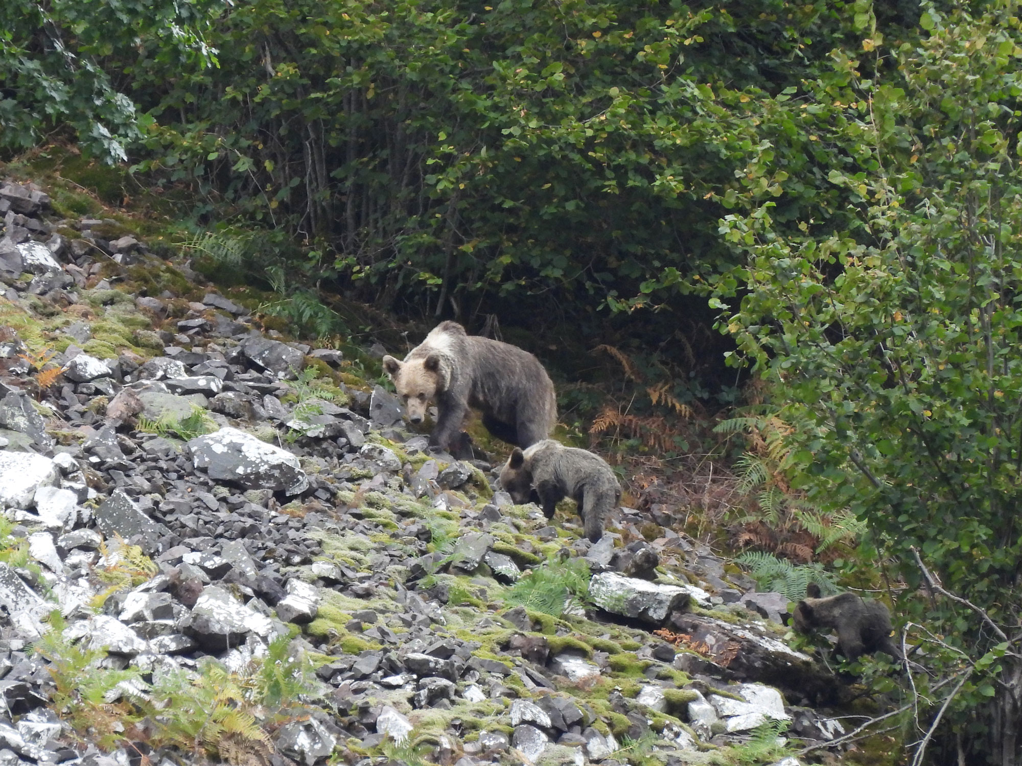 Nature watch 2022 oso pardo somiedo