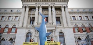 greenpeace denuncia actividades comerciales tiburón