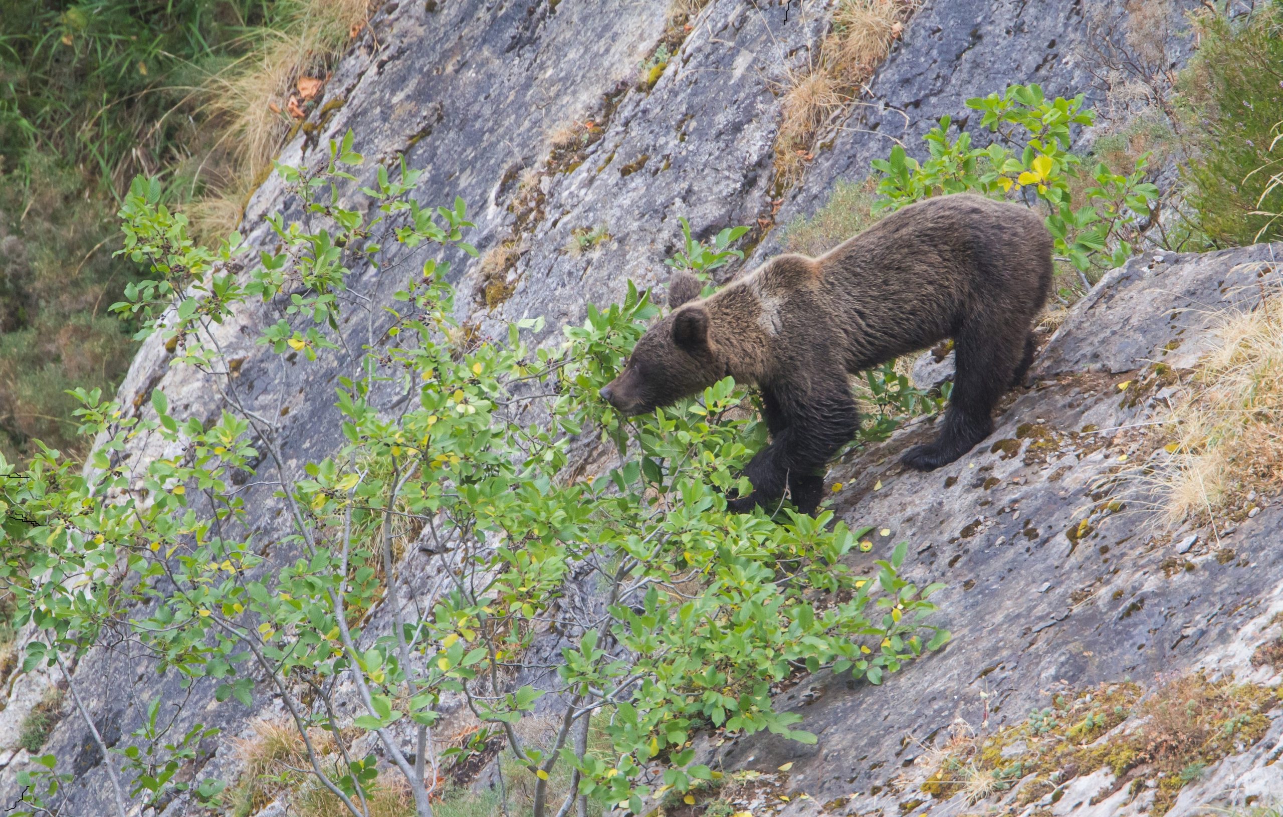 Oso cantabrico