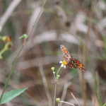 polinizadores en riesgo