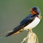 Golondrina ave