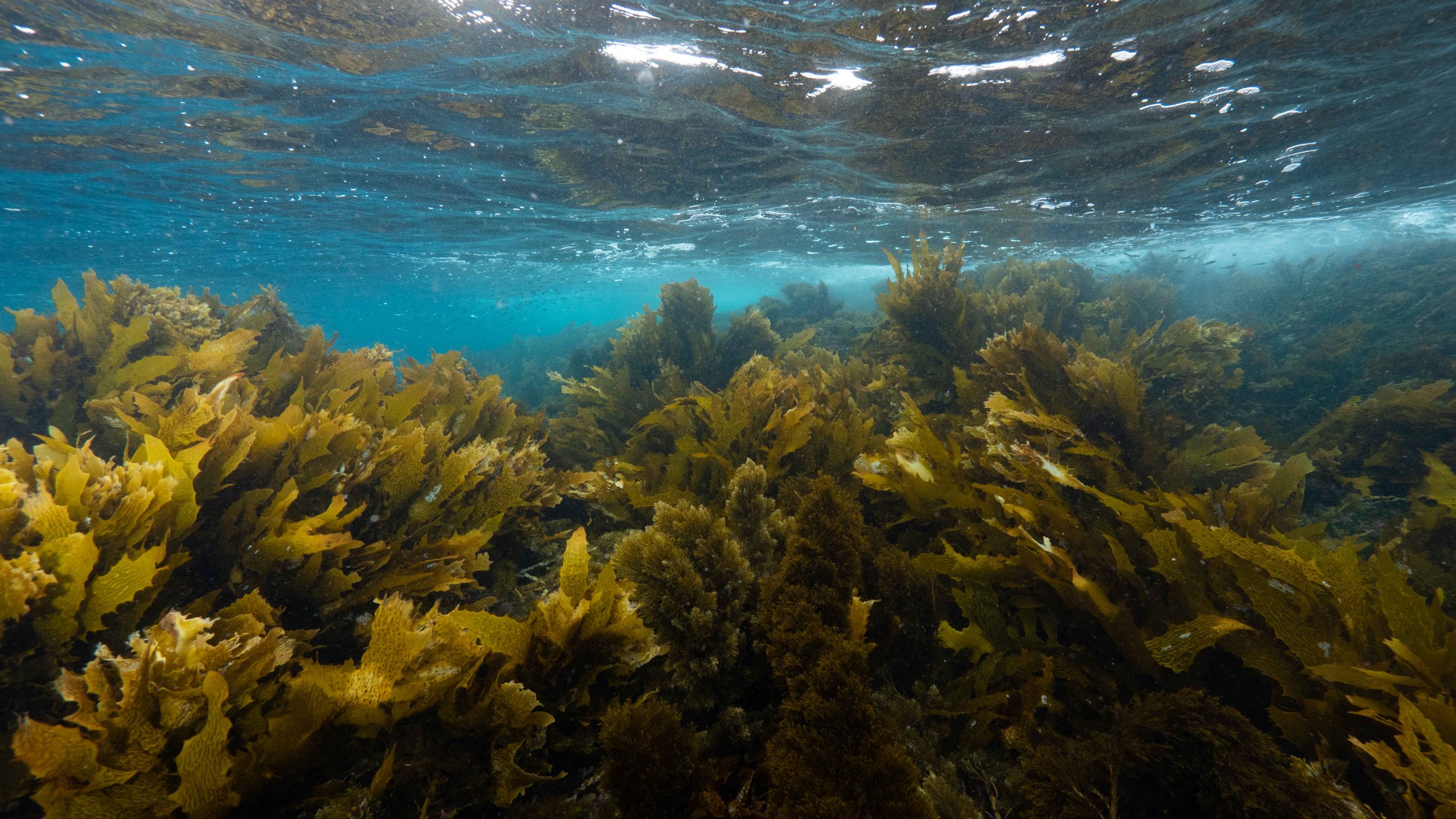algas cocina sostenible