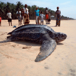 Banco imágenes África