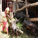 Crisis ganadería africana